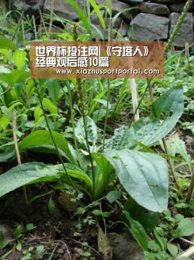 世界杯投注网|《守塔人》经典观后感10篇(图1) 世界杯投注网